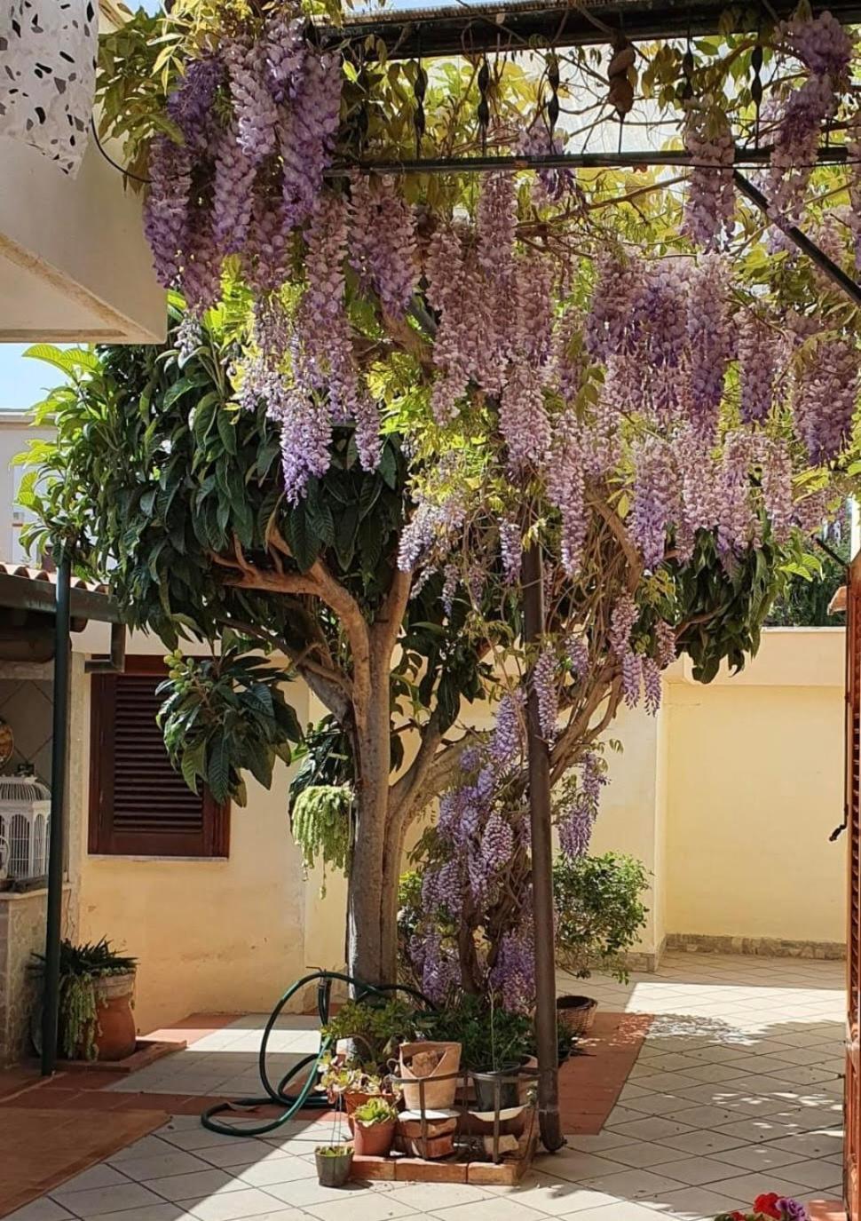 La Depandance Di Villa Rosa Locazioni Brevi مونديلّو المظهر الخارجي الصورة